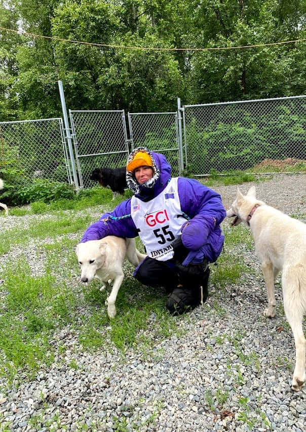 Ездовые собаки