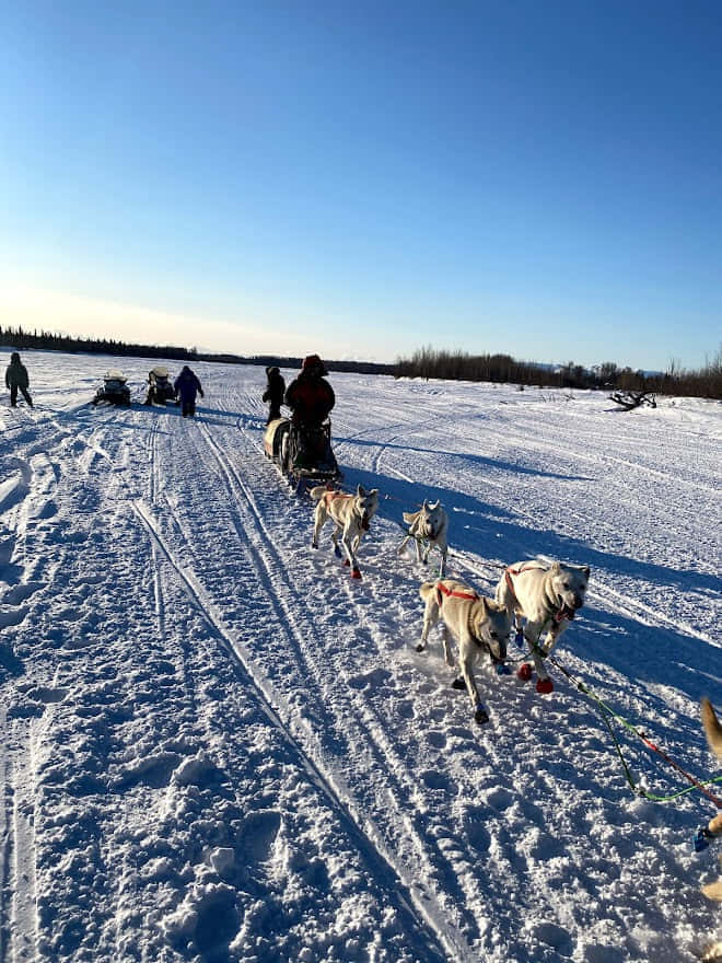 Катание на собаках