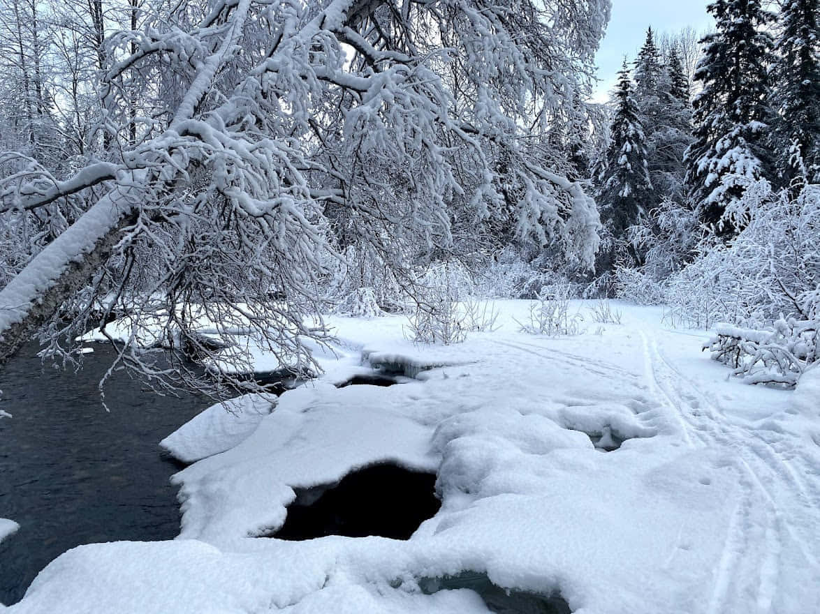 Новый год на Аляске 2027 - 8